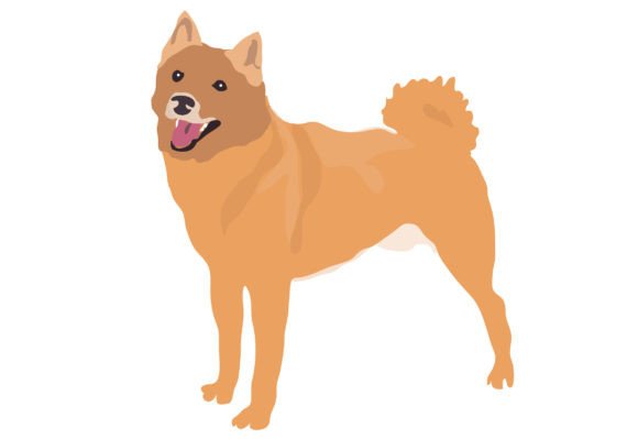 Finnish Spitz Dog Illustrations: A Modern Design Asset