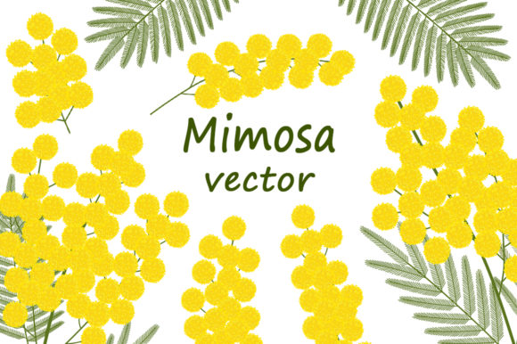 Set of Mimosa Vector Illustrations: Creative Assets